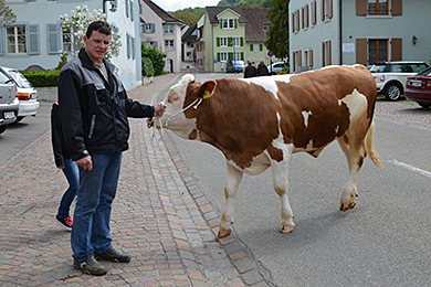 Eierleset 2014