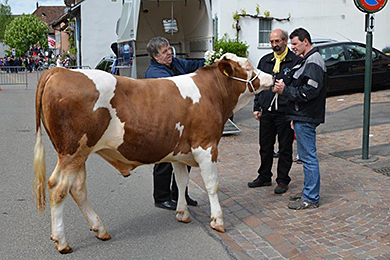 Eierleset 2014