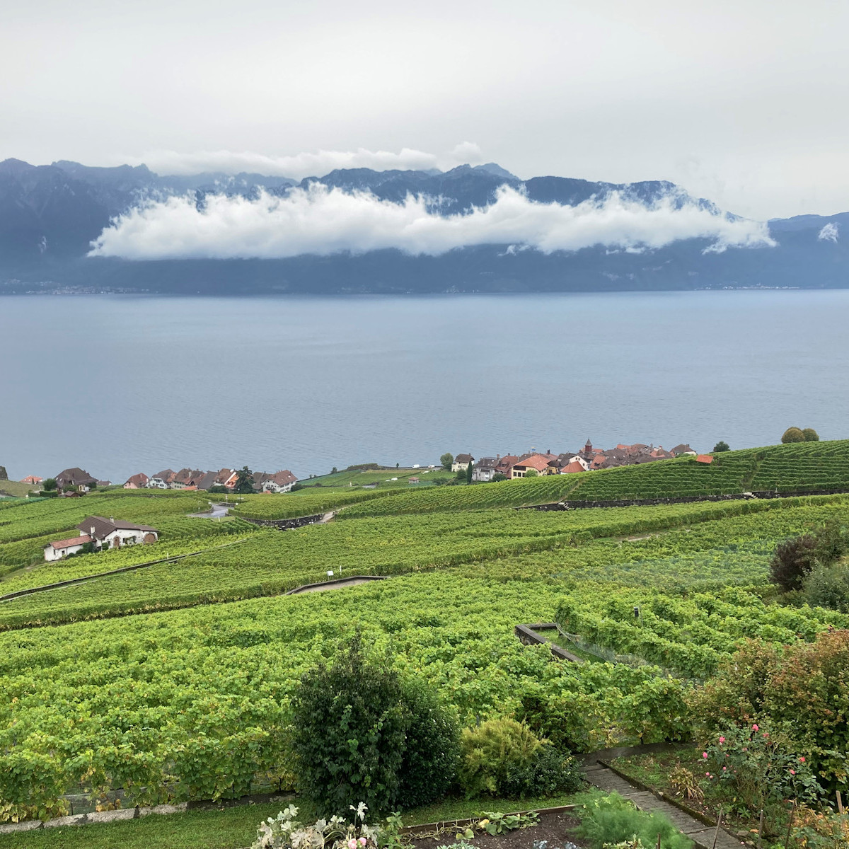 Am Sonntag ist eine Wanderung durch die Rebberge geplant