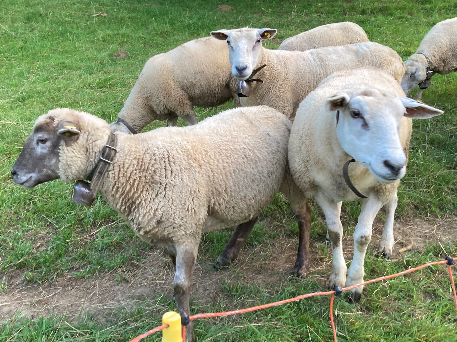 Grillabend beim Schafstall