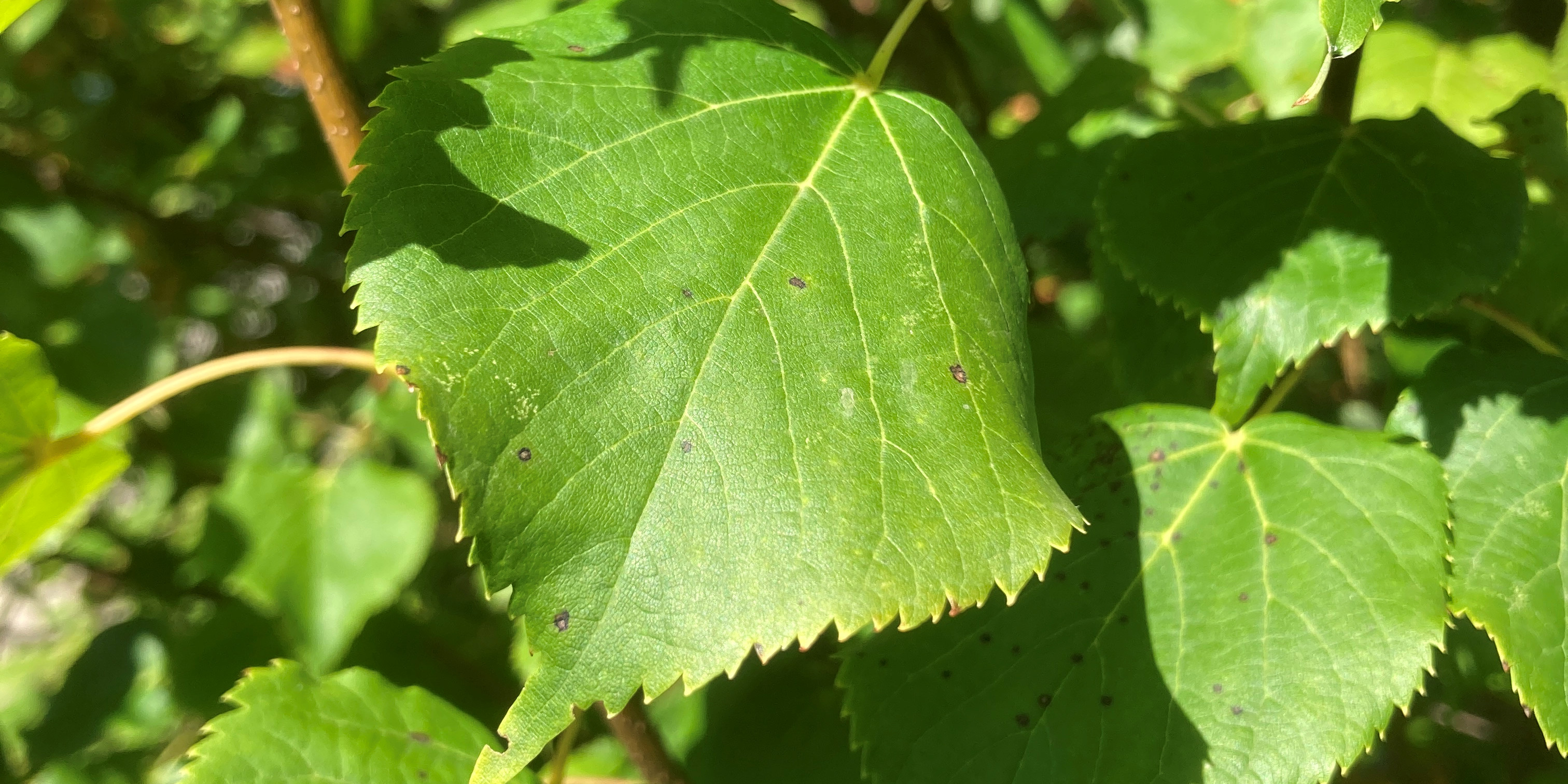 10. Oktober: 10 Jahre Winterlinde BLTV 