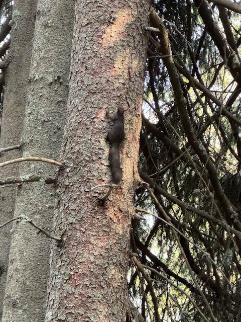 Eichhörnchen unterwegs
