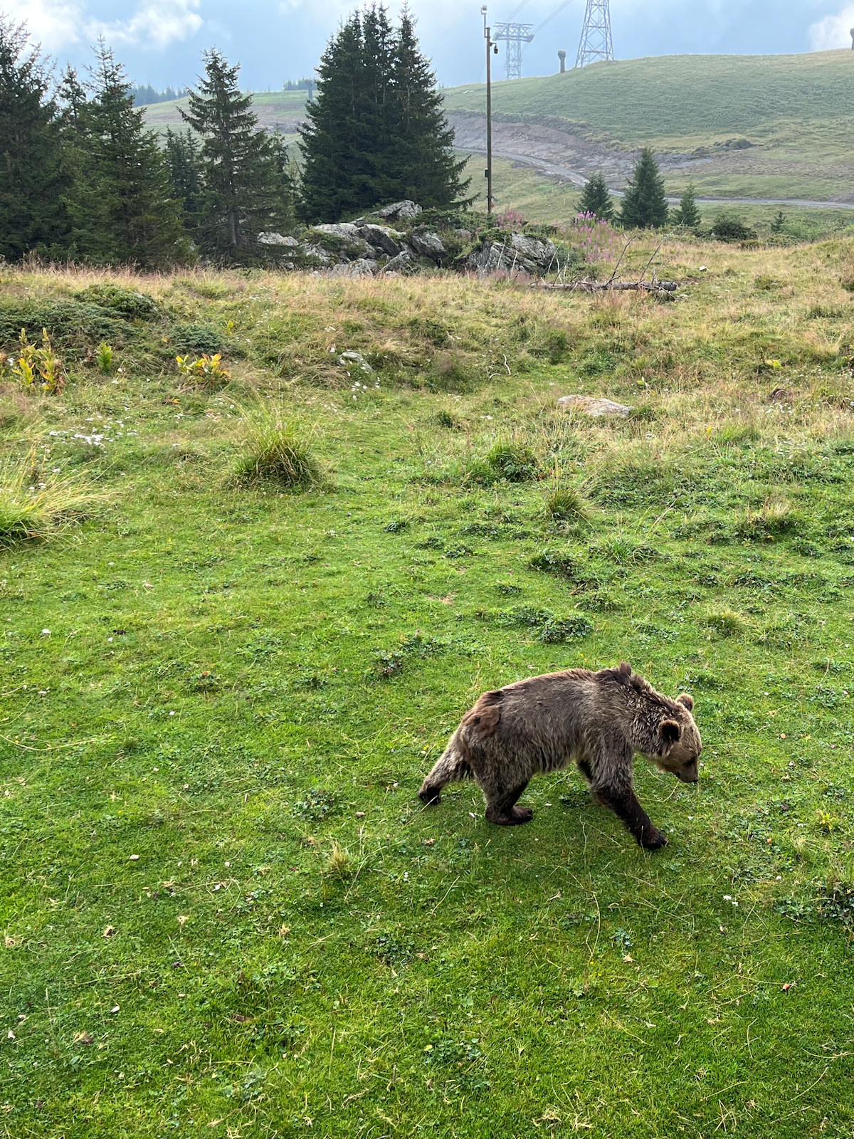 Der richtige Bär im Bärenland Arosa
