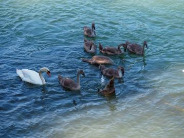 Impressionen am Rhein