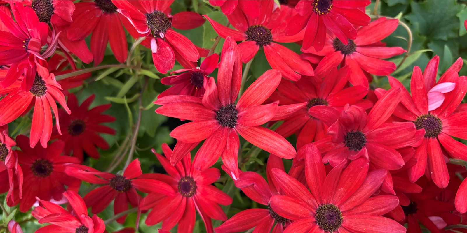 20. März: Candlelight Dinner