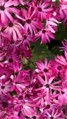 Candlelight Dinner 2026