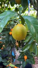 Candlelight Dinner 2026