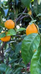 Candlelight Dinner 2026