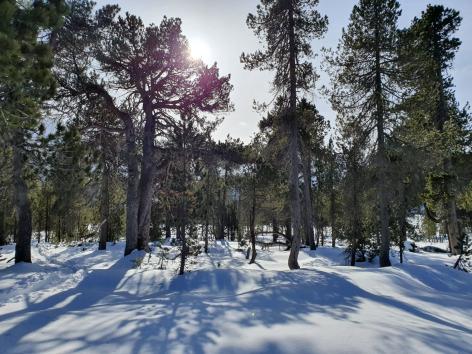 Schneeweekend 2020 Schneeweekend 2020